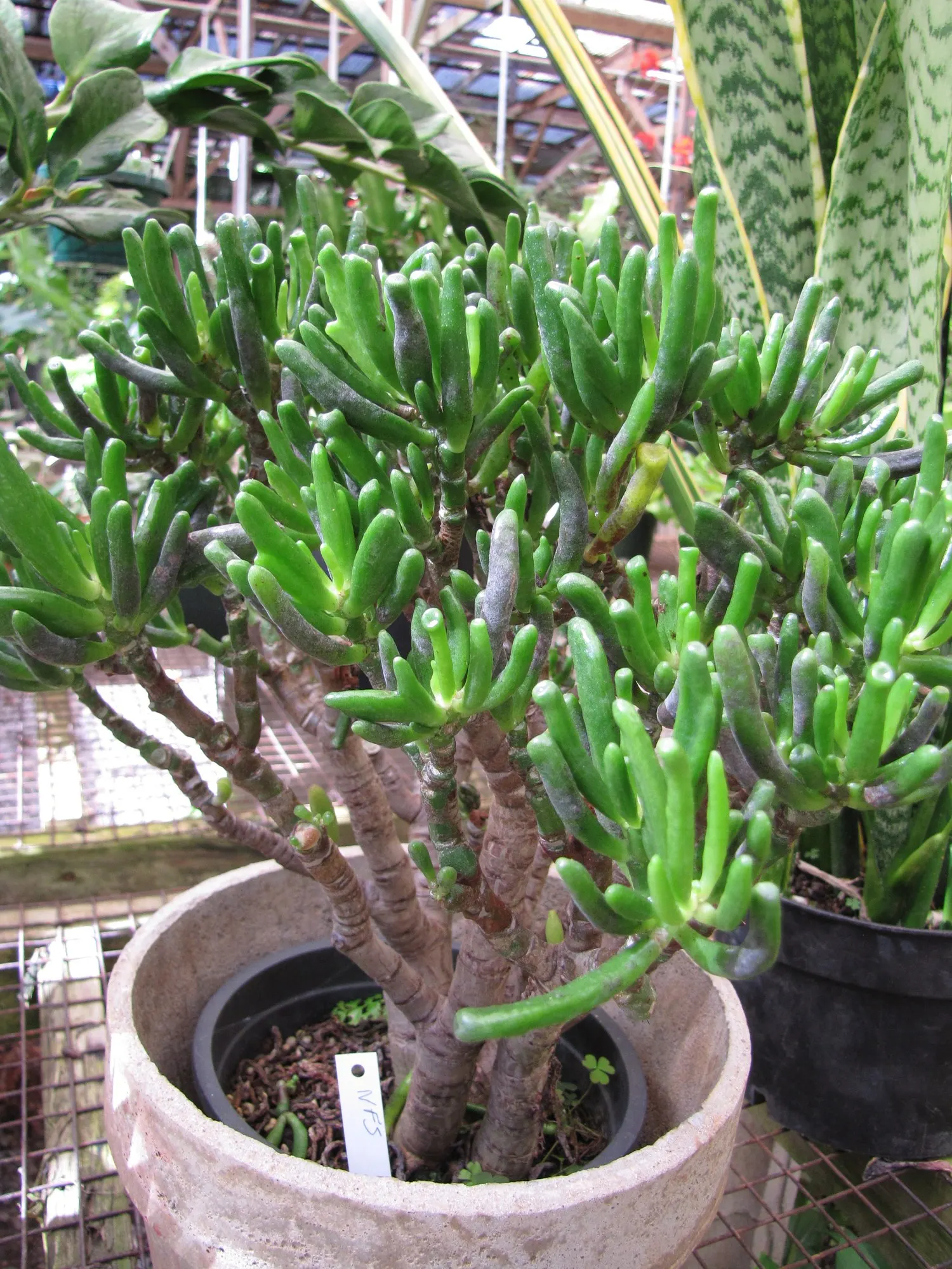 Sunset Jade Plant (Crassula Argentea 'Sunset') — When planting, consider spacing multiple specimens about 18 to 24 inches apart to ensure adequate growth room