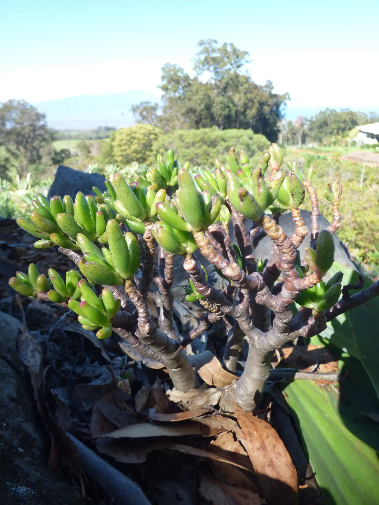 Sunset Jade Plant (Crassula Argentea 'Sunset') — and provide year-round interest in the landscape.<br><br>Flourishing best in USDA hardiness zones 9 through 11