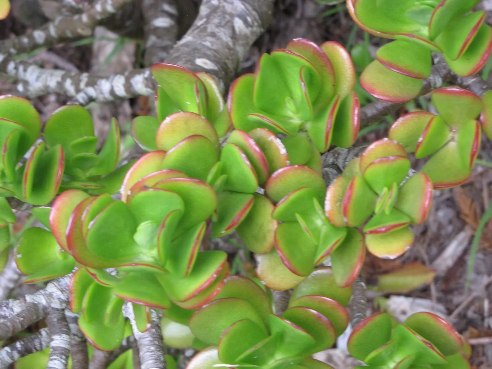 Sunset Jade Plant (Crassula Argentea 'Sunset') — the Sunset Jade is known for its low susceptibility to pests and diseases