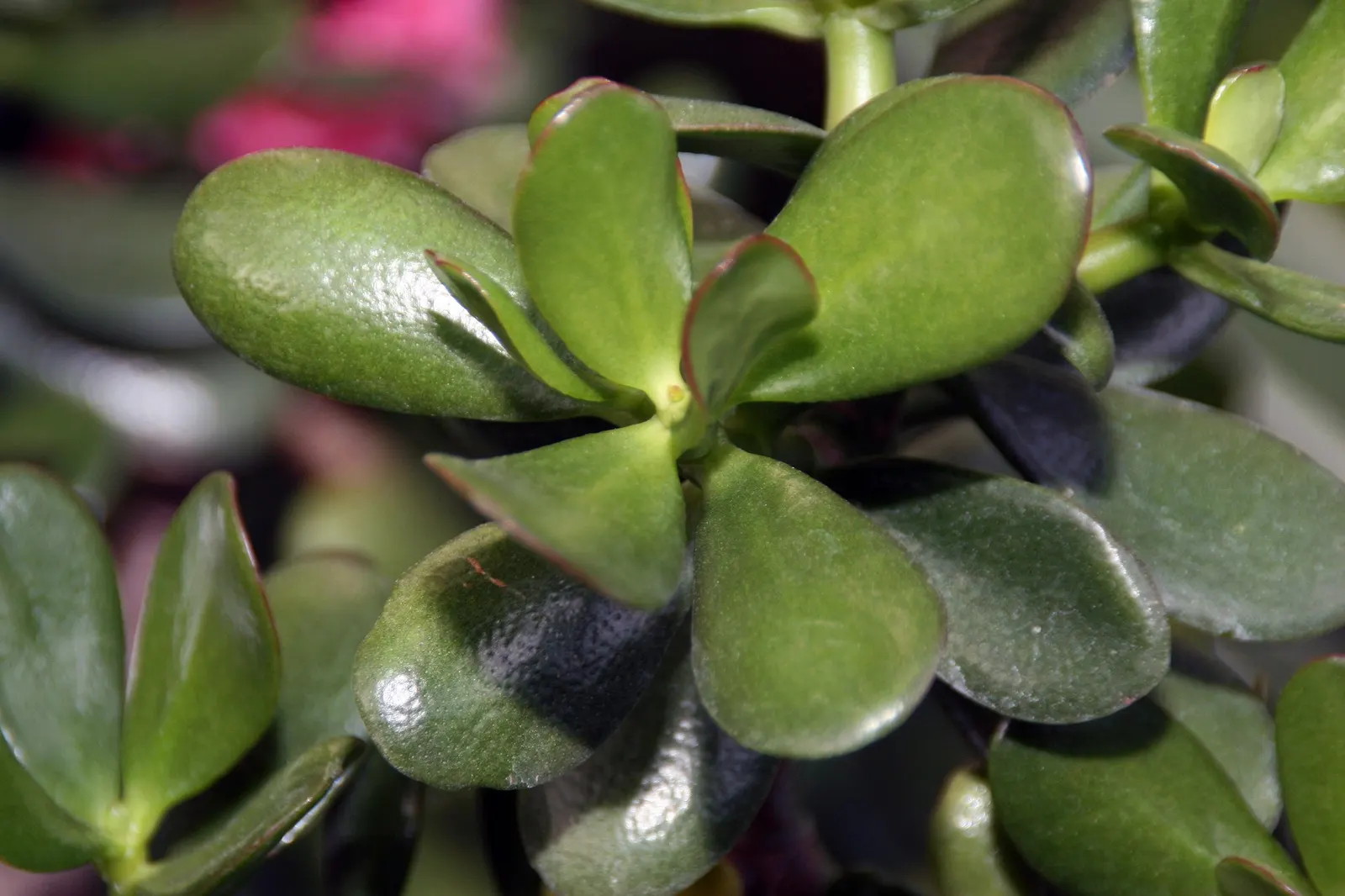 Sunset Jade Plant (Crassula Argentea 'Sunset') — The vivid colors mimic the splendor of a sunset
