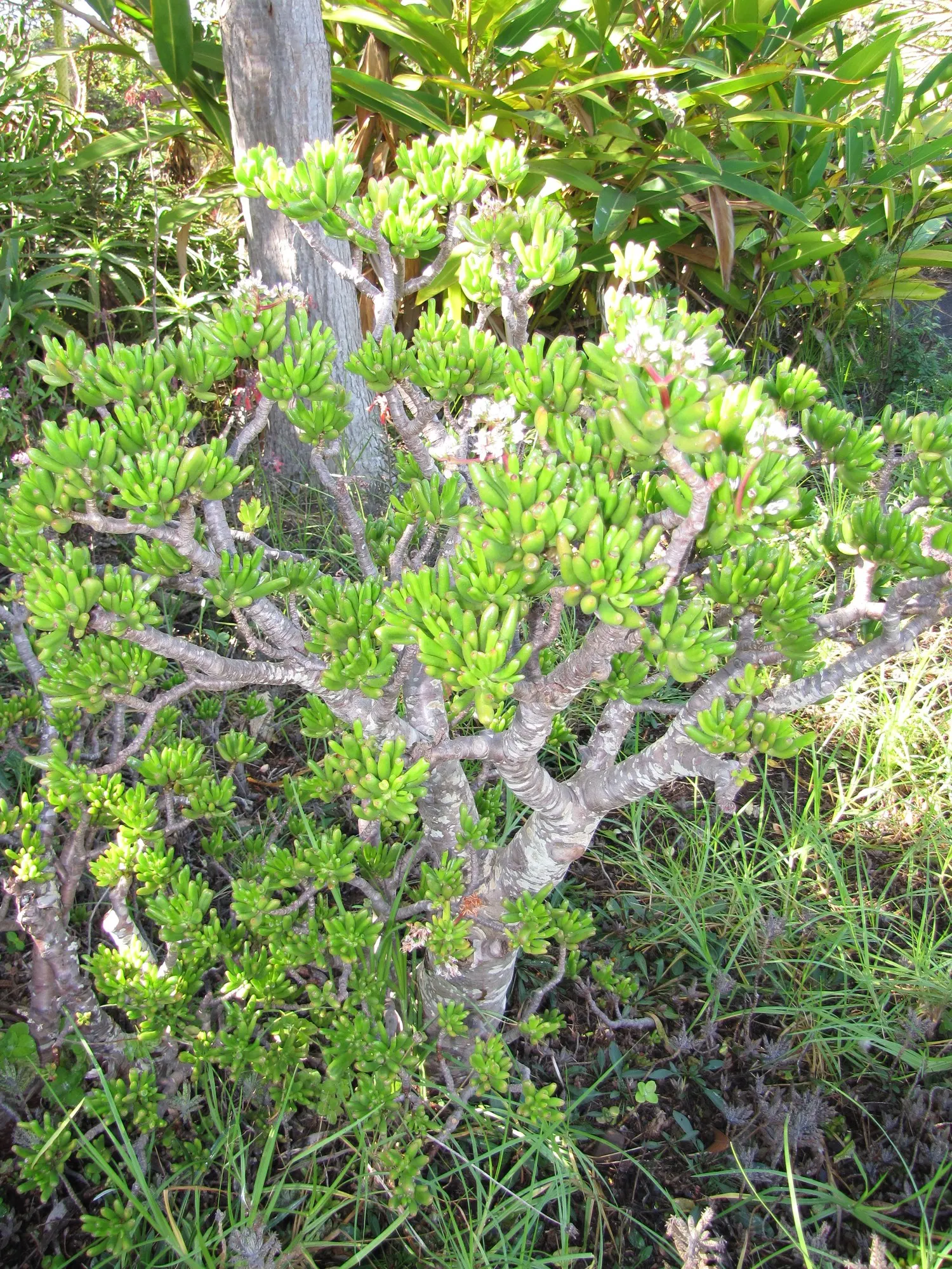 Sunset Jade Plant (Crassula Argentea 'Sunset') — requiring at least 4 to 6 hours of direct sunlight per day to maintain its variegation