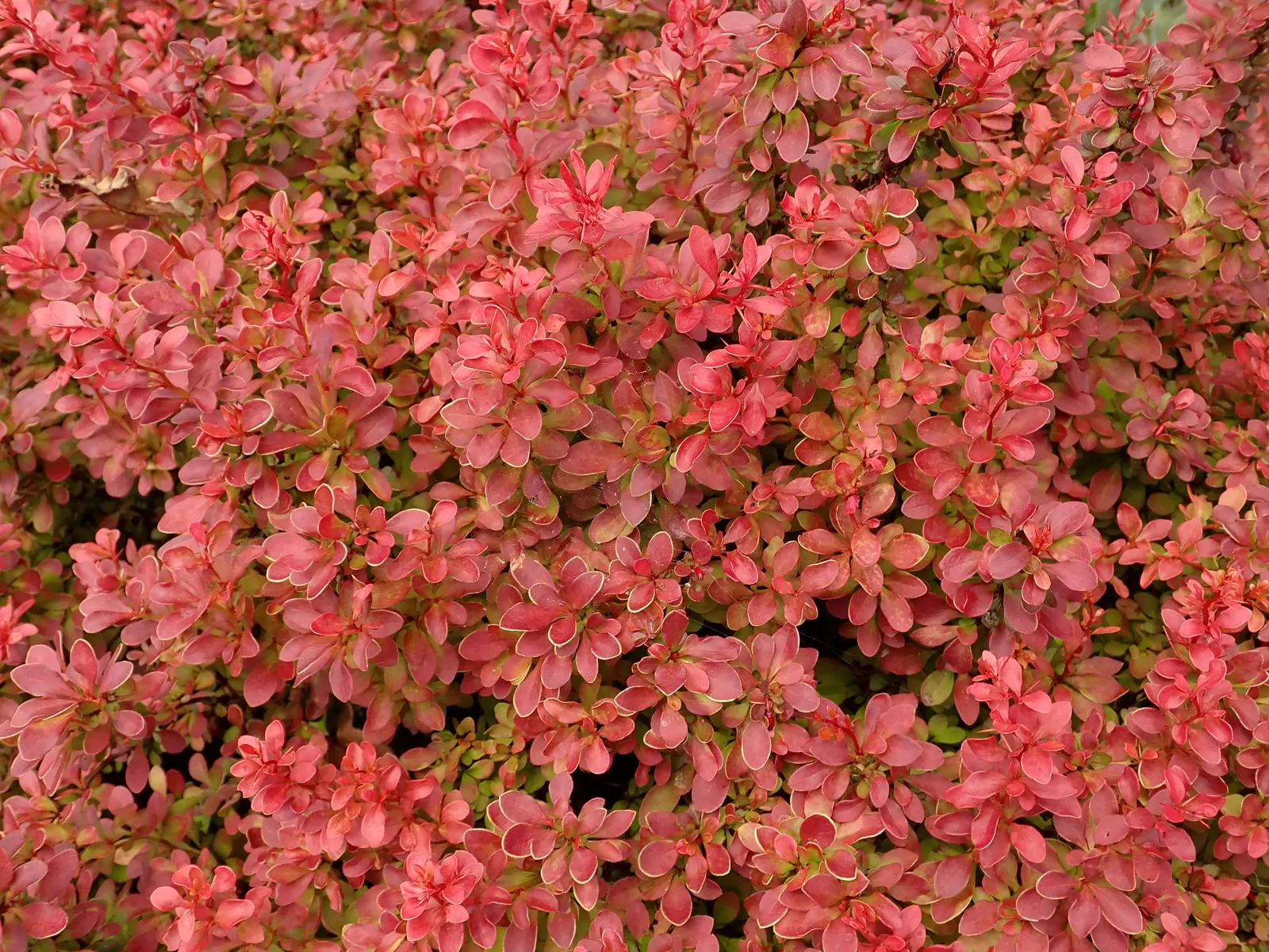 Red-Leaf Japanese Barberry (Berberis Thunbergii 'Admiration') — reaching 1-2 feet high and wide
