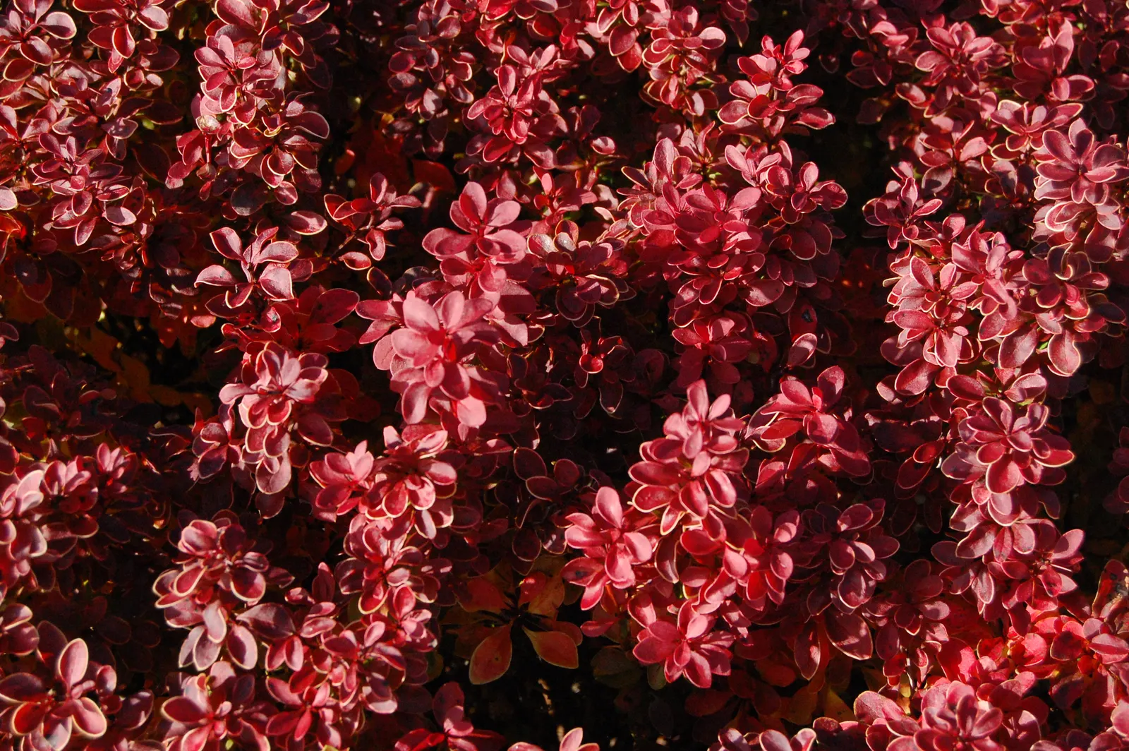 Red-Leaf Japanese Barberry (Berberis Thunbergii 'Admiration') — It is drought-tolerant, thrives in full sun to part shade, and requires minimal care