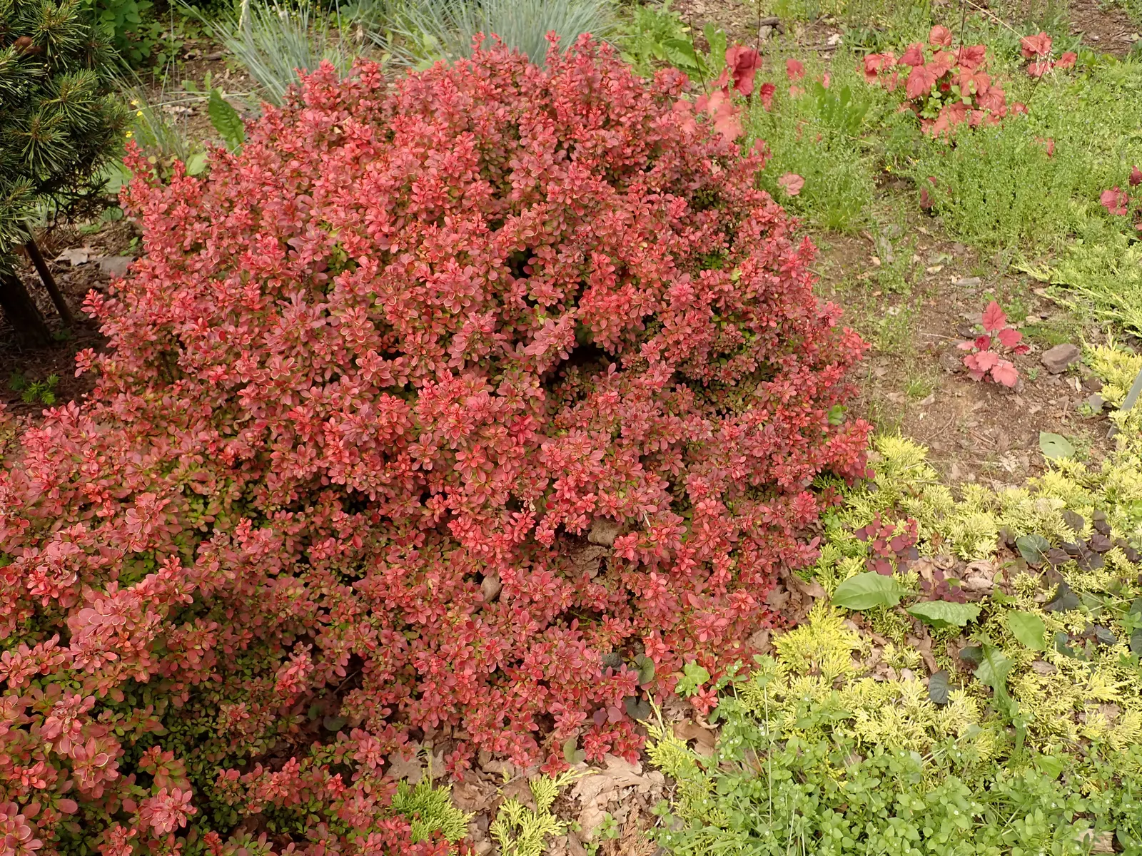 Red-Leaf Japanese Barberry (Berberis Thunbergii 'Admiration') — The 'Admiration' is a compact Red-Leaf Japanese Barberry