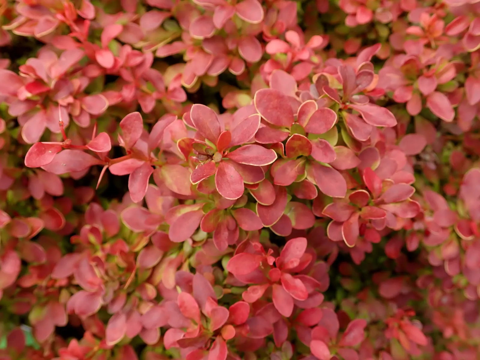 Red-Leaf Japanese Barberry (Berberis Thunbergii 'Admiration') — featuring striking red foliage with vibrant orange margins