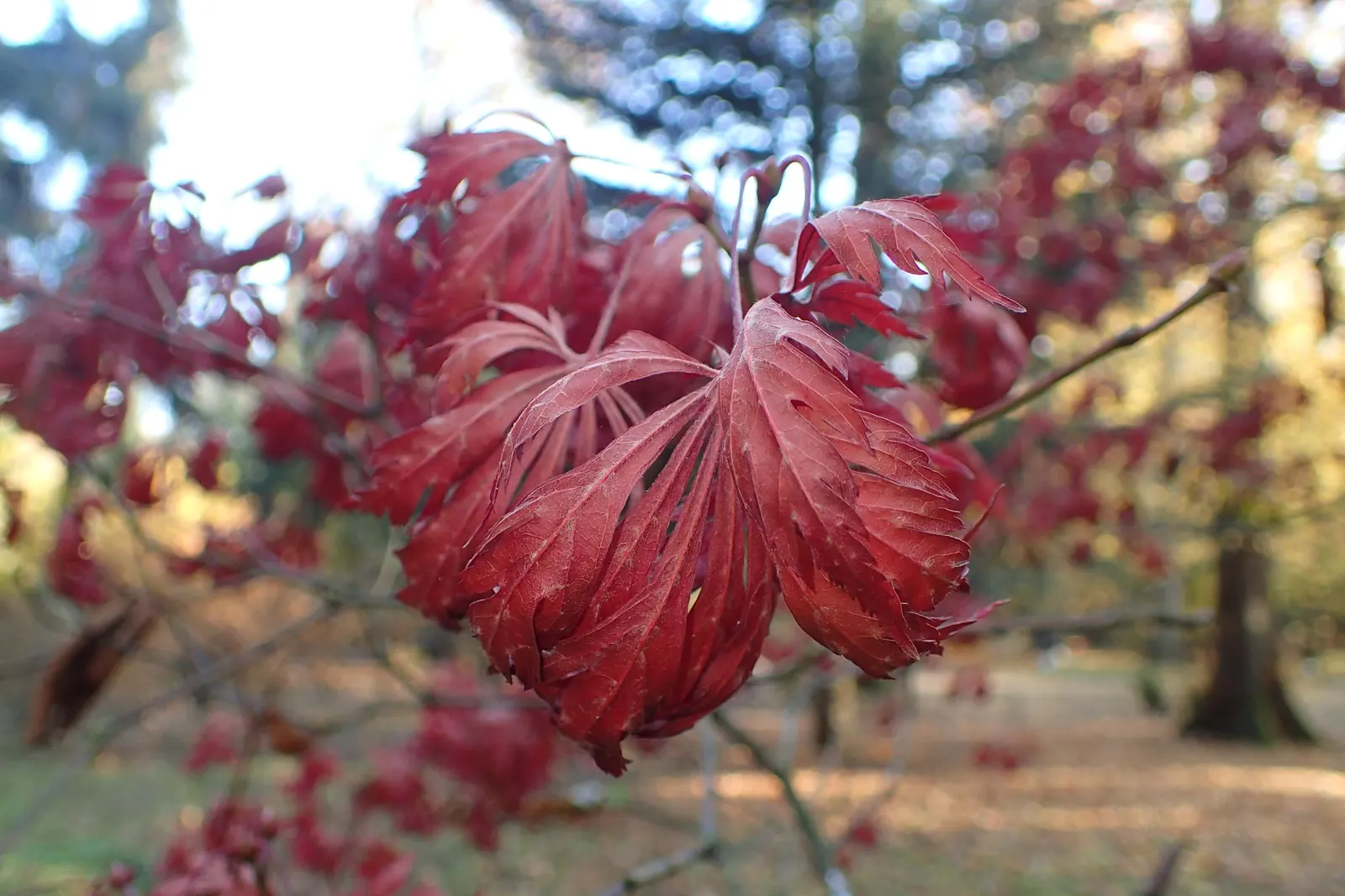 Fernleaf Full-Moon Maple (Acer Japonicum 'Acontifolium') — with negligible maintenance for zones 5-7