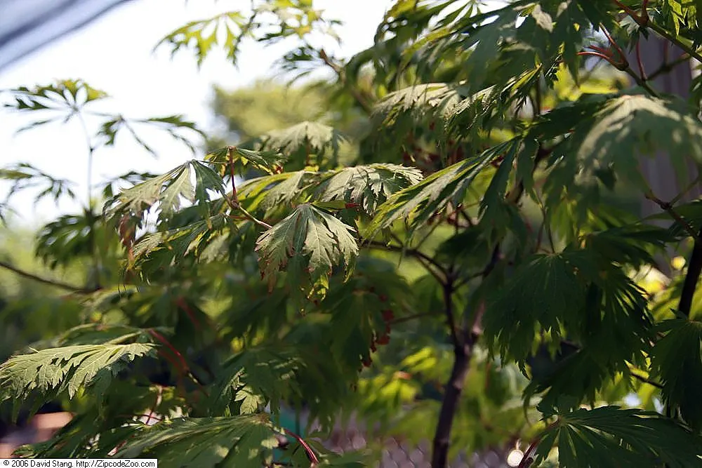 Fernleaf Full-Moon Maple (Acer Japonicum 'Acontifolium') — This petite tree offers a spectacular autumn display of crimson hues; making it an exceptional