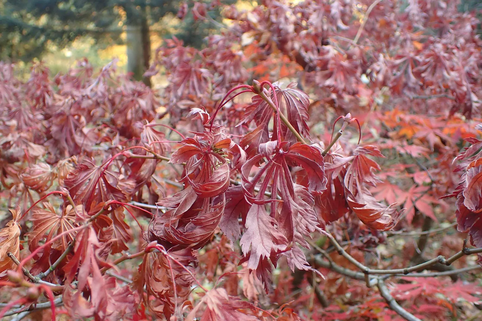 Fernleaf Full-Moon Maple (Acer Japonicum 'Acontifolium') — Its serrated, deeply dissected leaves mirror the delicate finery of ferns, hence its name