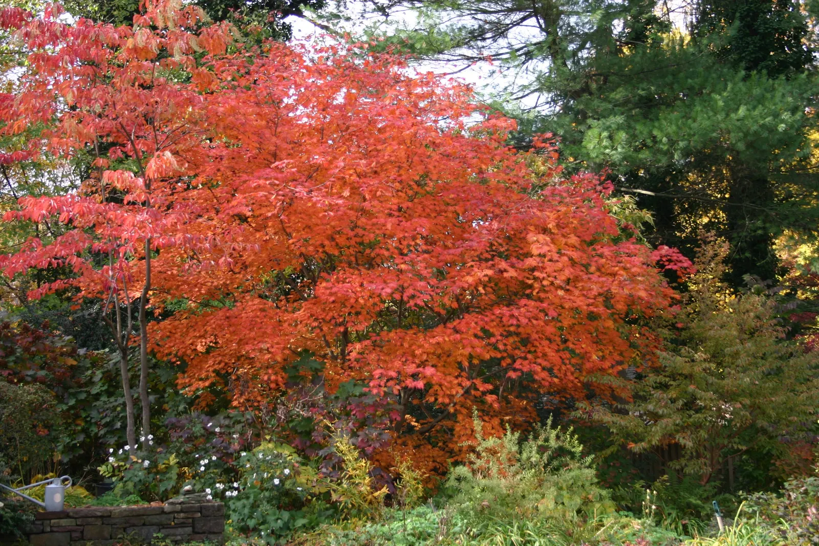 Fernleaf Full-Moon Maple (Acer Japonicum 'Acontifolium') — the Fernleaf Full-Moon Maple can reach a height of 8 to 10 feet and spread approximately 6 to 8 feet
