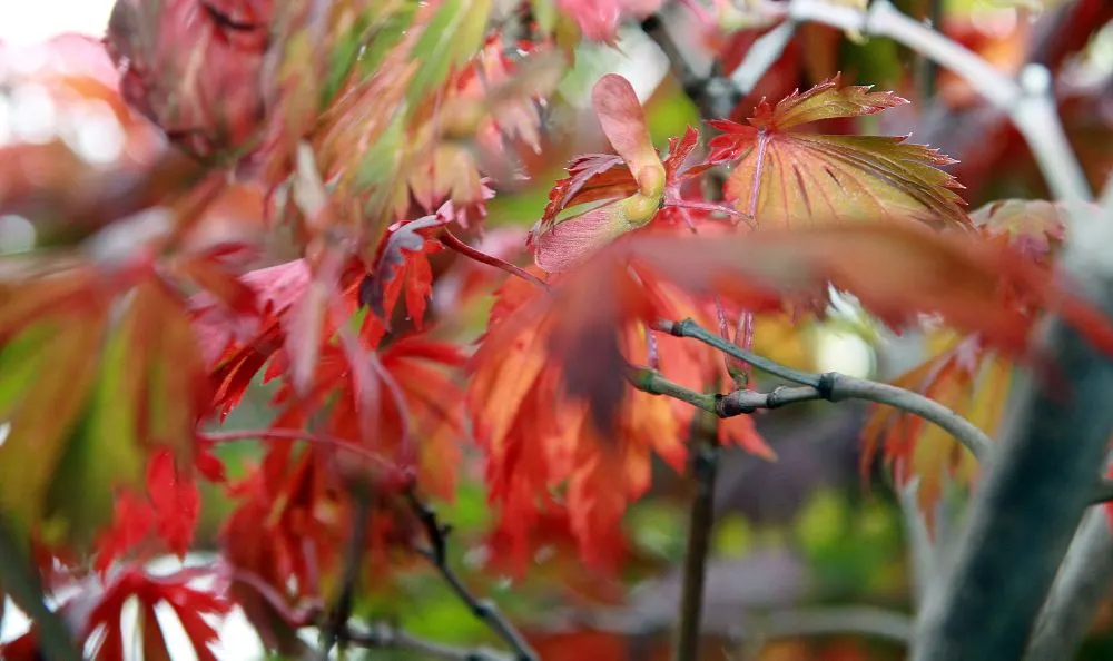 Fernleaf Full-Moon Maple (Acer Japonicum 'Acontifolium') — and a spectacular range of gold