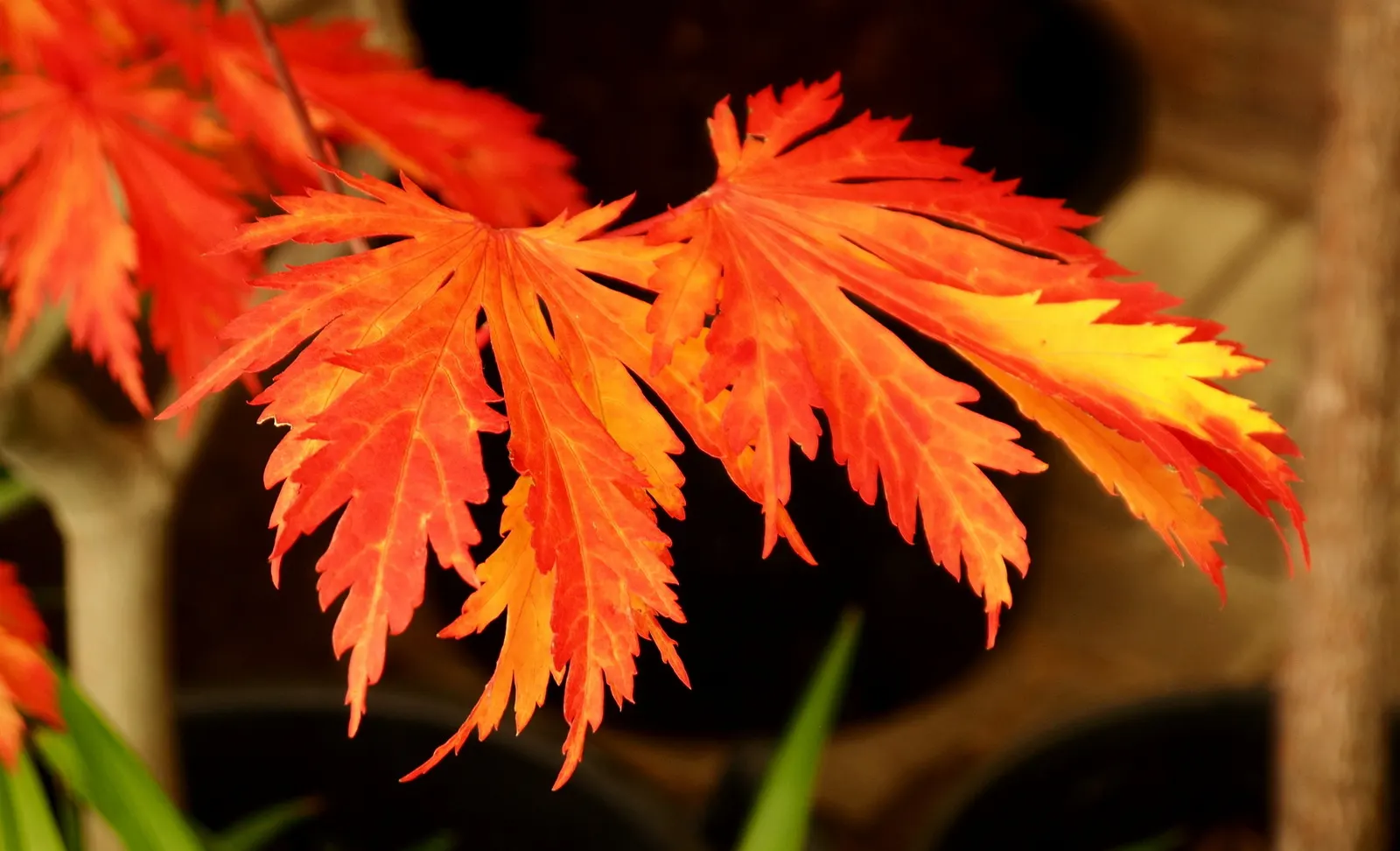Fernleaf Full-Moon Maple (Acer Japonicum 'Acontifolium') — Maturing to 8-15 feet in height with a similar spread; providing a brilliant seasonal