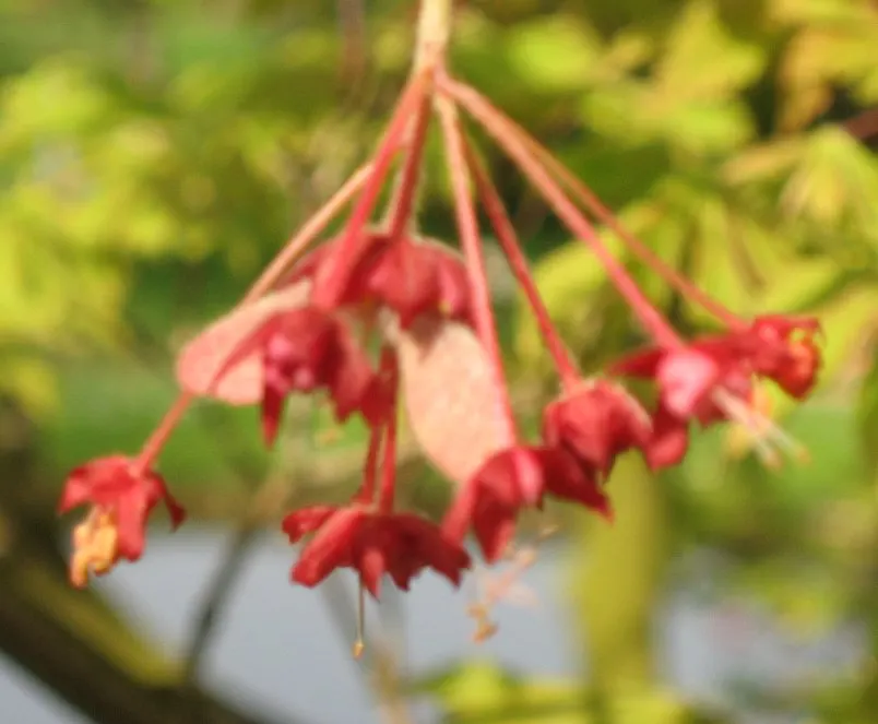Fernleaf Full-Moon Maple (Acer Japonicum 'Acontifolium') — providing a brilliant seasonal display.<br><br>This maple species thrives in hardiness zones 5
