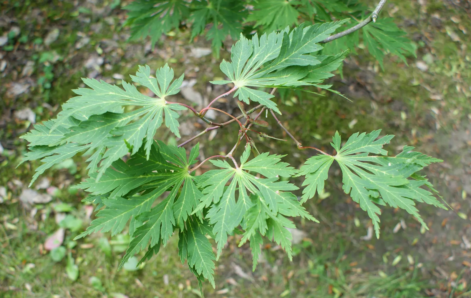 Fernleaf Full-Moon Maple (Acer Japonicum 'Acontifolium') — this slow-growing maple presents year-round appeal