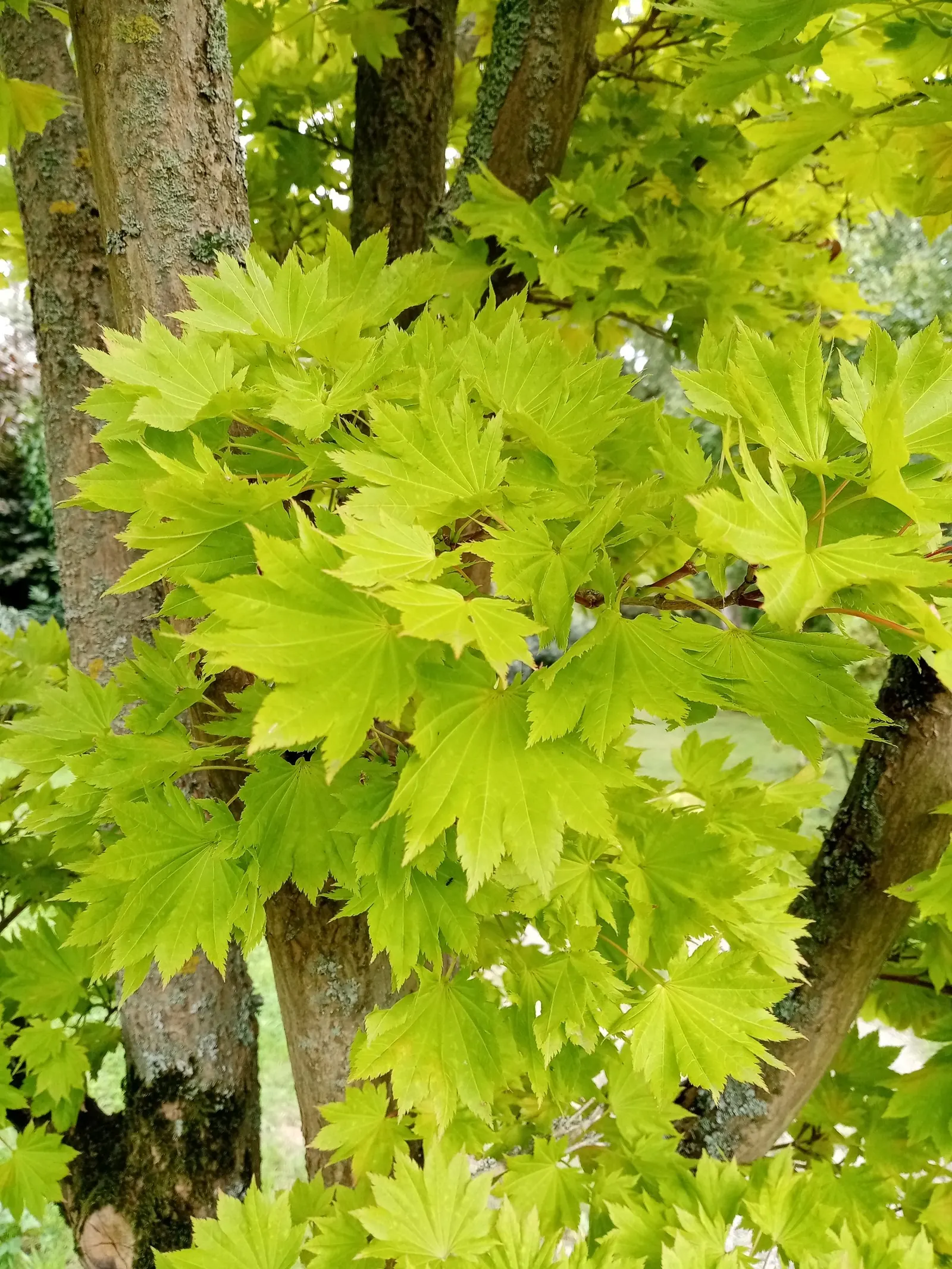 Fernleaf Full-Moon Maple (Acer Japonicum 'Acontifolium') — The Fernleaf Full-Moon Maple, Acer japonicum 'Acontifolium', enchants with deeply lobed, image 22