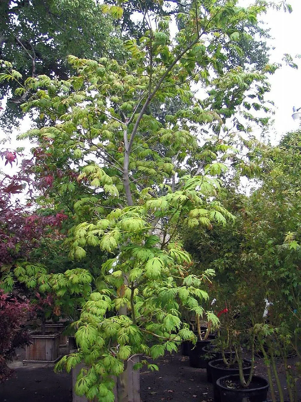 Fernleaf Full-Moon Maple (Acer Japonicum 'Acontifolium') — shrub / tree for full or half