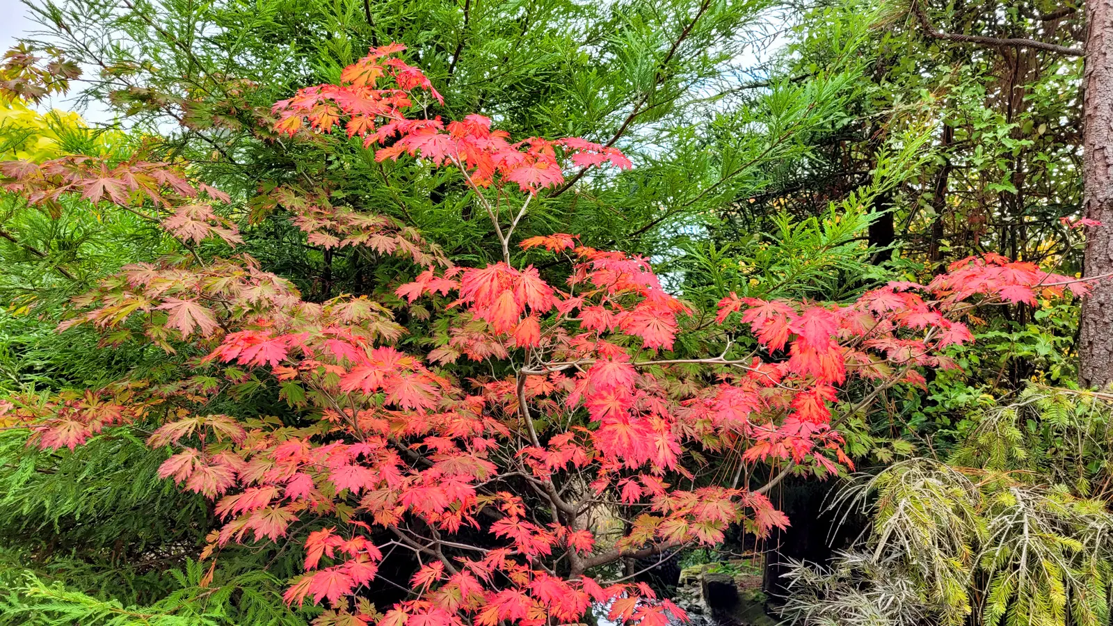Fernleaf Full-Moon Maple (Acer Japonicum 'Acontifolium') — scientifically known as Acer japonicum 'Acontifolium'; making it an exceptional choice for both