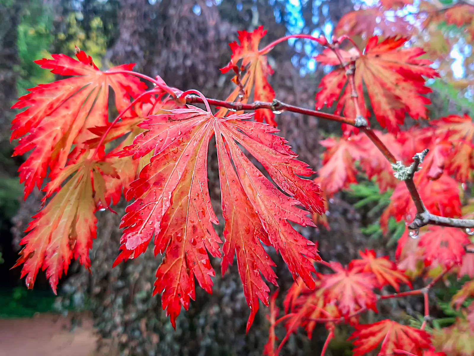 Fernleaf Full-Moon Maple (Acer Japonicum 'Acontifolium') — the Fernleaf Full-Moon Maple can reach a height of 8 to 10 feet and spread approximately 6 to 8