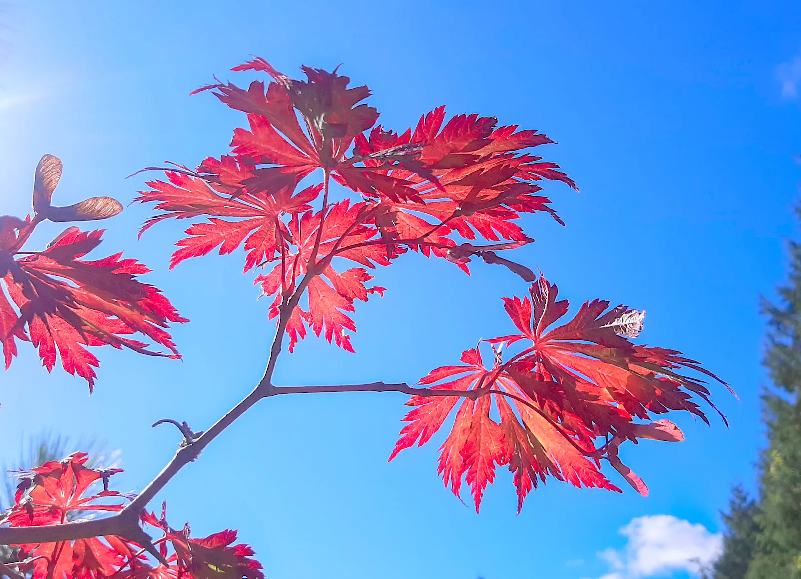 Fernleaf Full-Moon Maple (Acer Japonicum 'Acontifolium') — This deciduous tree offers year-round interest in the landscape; it thrives in partial shade to full