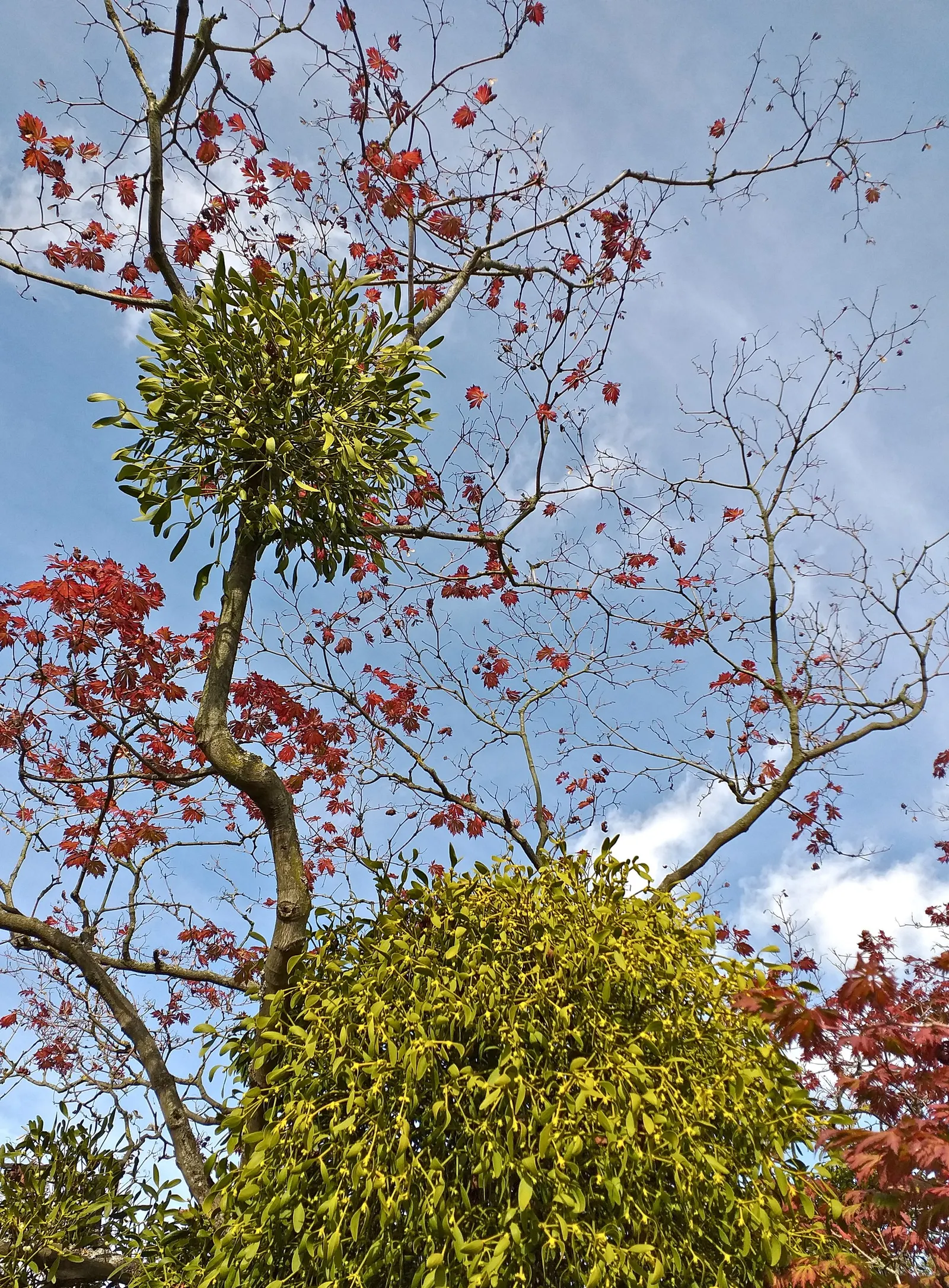 Fernleaf Full-Moon Maple (Acer Japonicum 'Acontifolium') — it thrives in partial shade to full sun