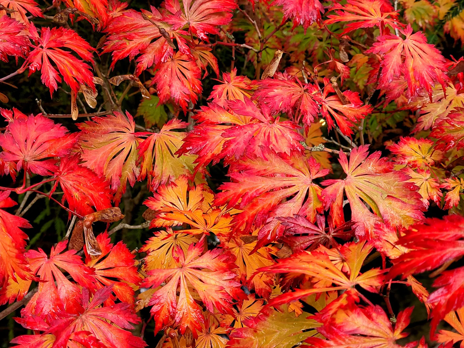 Fernleaf Full-Moon Maple (Acer Japonicum 'Acontifolium') — A perfect understory or focal point; making it an exceptional choice for both aesthetic and