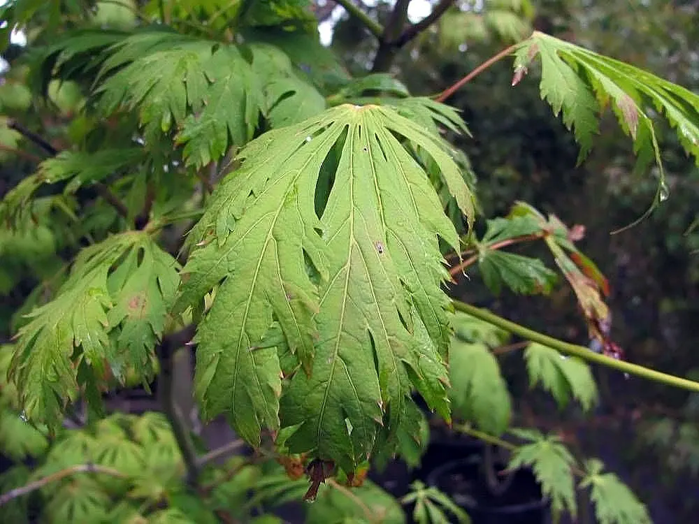 Fernleaf Full-Moon Maple (Acer Japonicum 'Acontifolium') — bushy canopy that provides a picturesque focal point; it thrives in partial shade to full sun