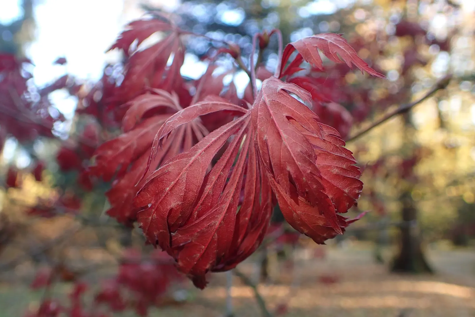 Fernleaf Full-Moon Maple (Acer Japonicum 'Acontifolium') — Maturing to 8-15 feet in height with a similar spread