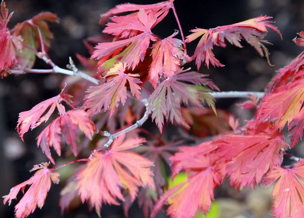 Fernleaf Full-Moon Maple (Acer Japonicum 'Acontifolium') — it thrives in partial shade to full sun, image 25