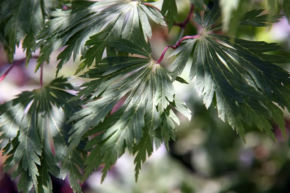 Fernleaf Full-Moon Maple (Acer Japonicum 'Acontifolium') — well-drained soil with a slightly acidic to neutral pH