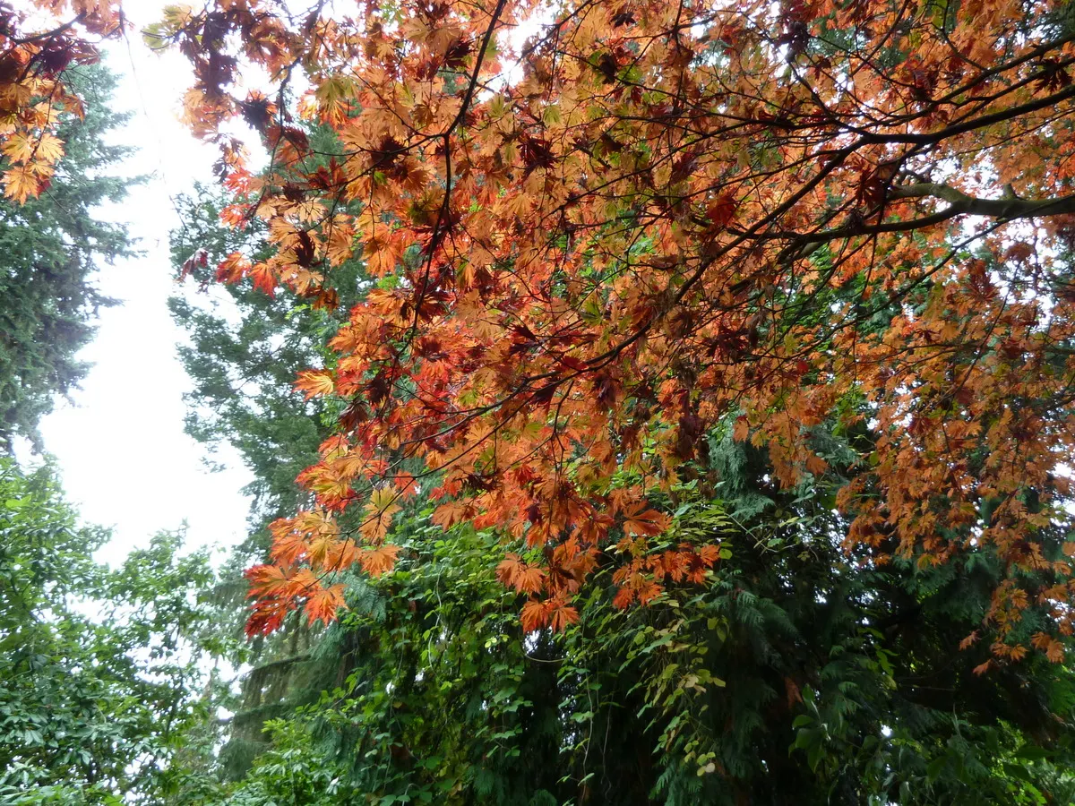 Fernleaf Full-Moon Maple (Acer Japonicum 'Acontifolium') — The Fernleaf Full-Moon Maple, Acer japonicum 'Acontifolium', enchants with deeply lobed, fern-like