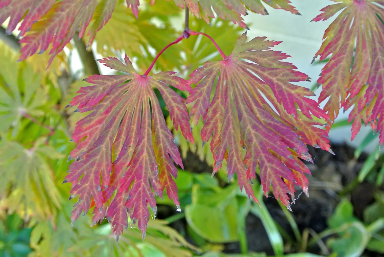 Fernleaf Full-Moon Maple (Acer Japonicum 'Acontifolium') — is a captivating specimen tree renowned for its stunning foliage and graceful growth habit