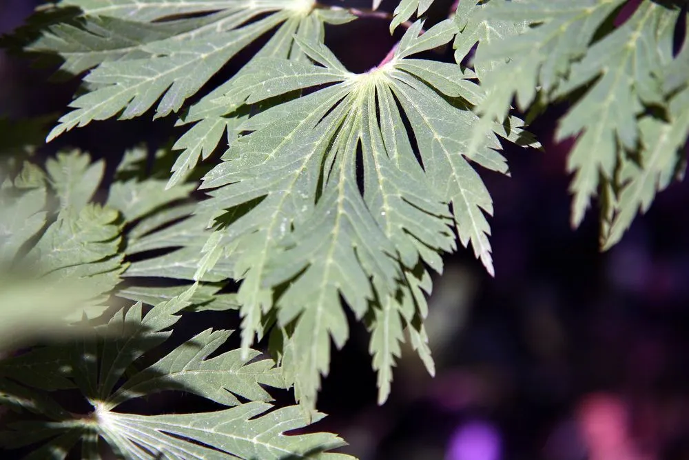Fernleaf Full-Moon Maple (Acer Japonicum 'Acontifolium') — this slow-growing maple presents year-round appeal; providing a brilliant seasonal