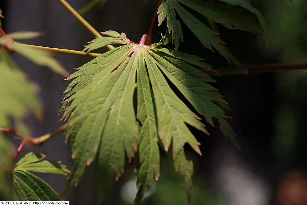 Fernleaf Full-Moon Maple (Acer Japonicum 'Acontifolium') — is a captivating specimen tree renowned for its stunning foliage and graceful growth, image 30