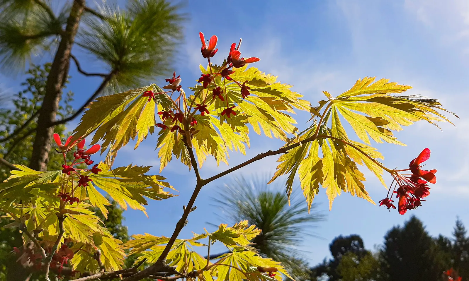 Fernleaf Full-Moon Maple (Acer Japonicum 'Acontifolium') — with negligible maintenance for zones 5-7; it thrives in partial shade to full sun