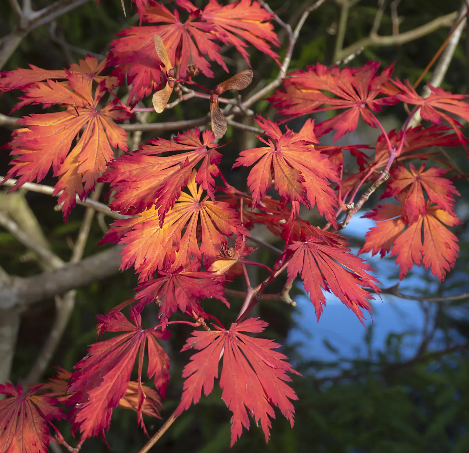 Fernleaf Full-Moon Maple (Acer Japonicum 'Acontifolium') — preferring partial shade to full sun exposure and moist