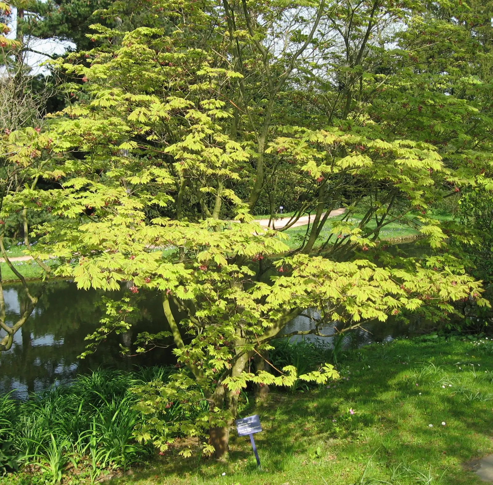 Fernleaf Full-Moon Maple (Acer Japonicum 'Acontifolium') — often around 3 to 6 inches across