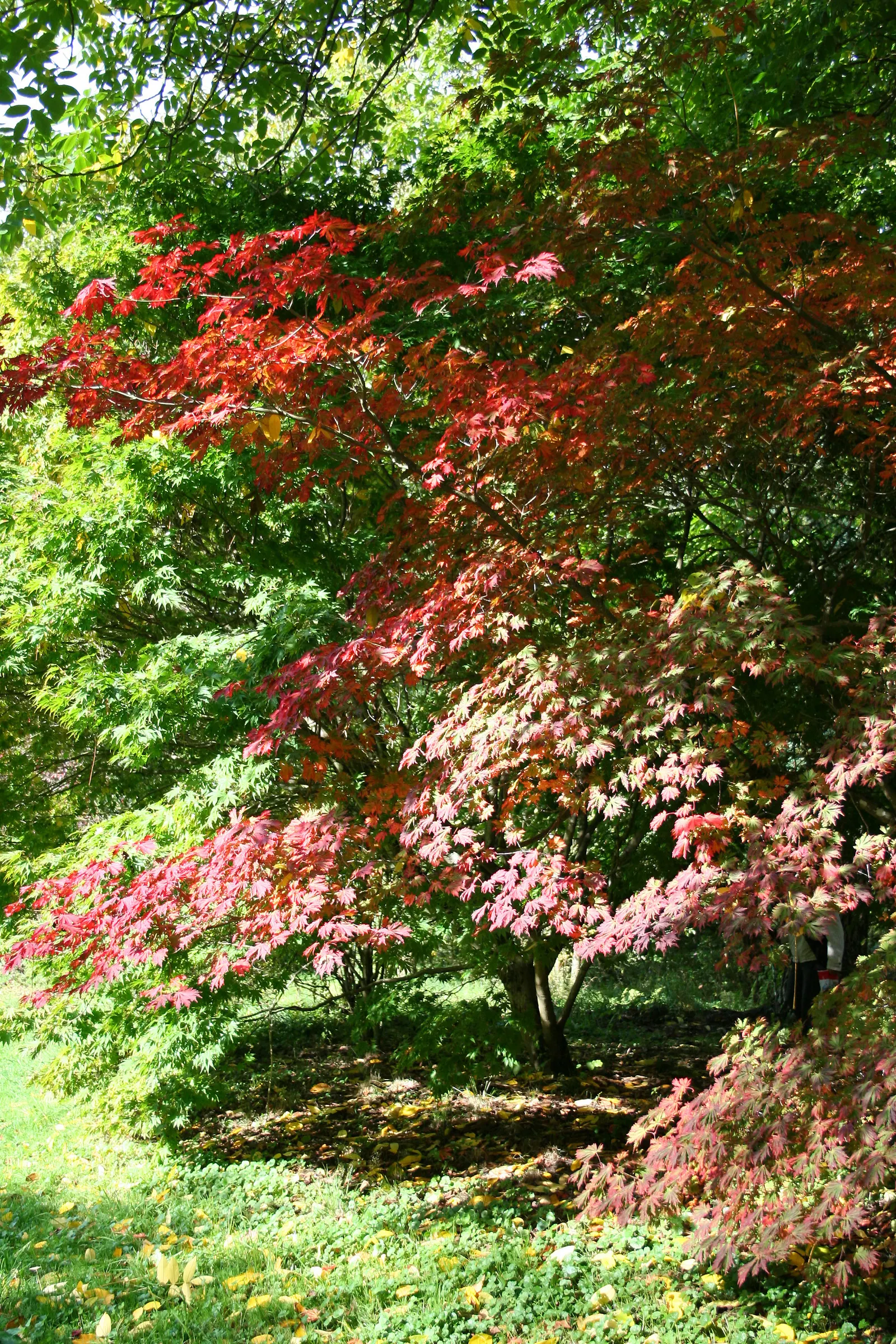 Fernleaf Full-Moon Maple (Acer Japonicum 'Acontifolium') — transitioning through a palette of colors; they showcase a vibrant green in spring