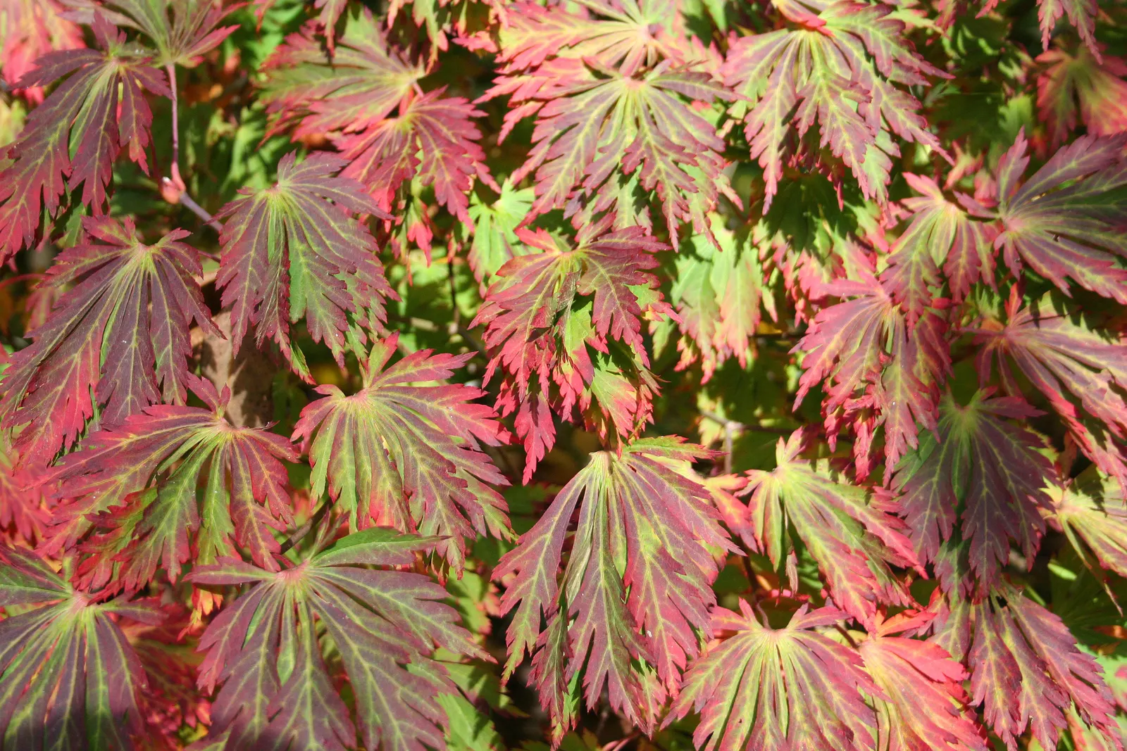 Fernleaf Full-Moon Maple (Acer Japonicum 'Acontifolium') — This deciduous tree offers year-round interest in the landscape