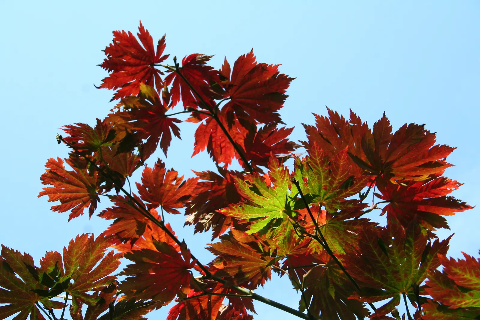Fernleaf Full-Moon Maple (Acer Japonicum 'Acontifolium') — bushy canopy that provides a picturesque focal point