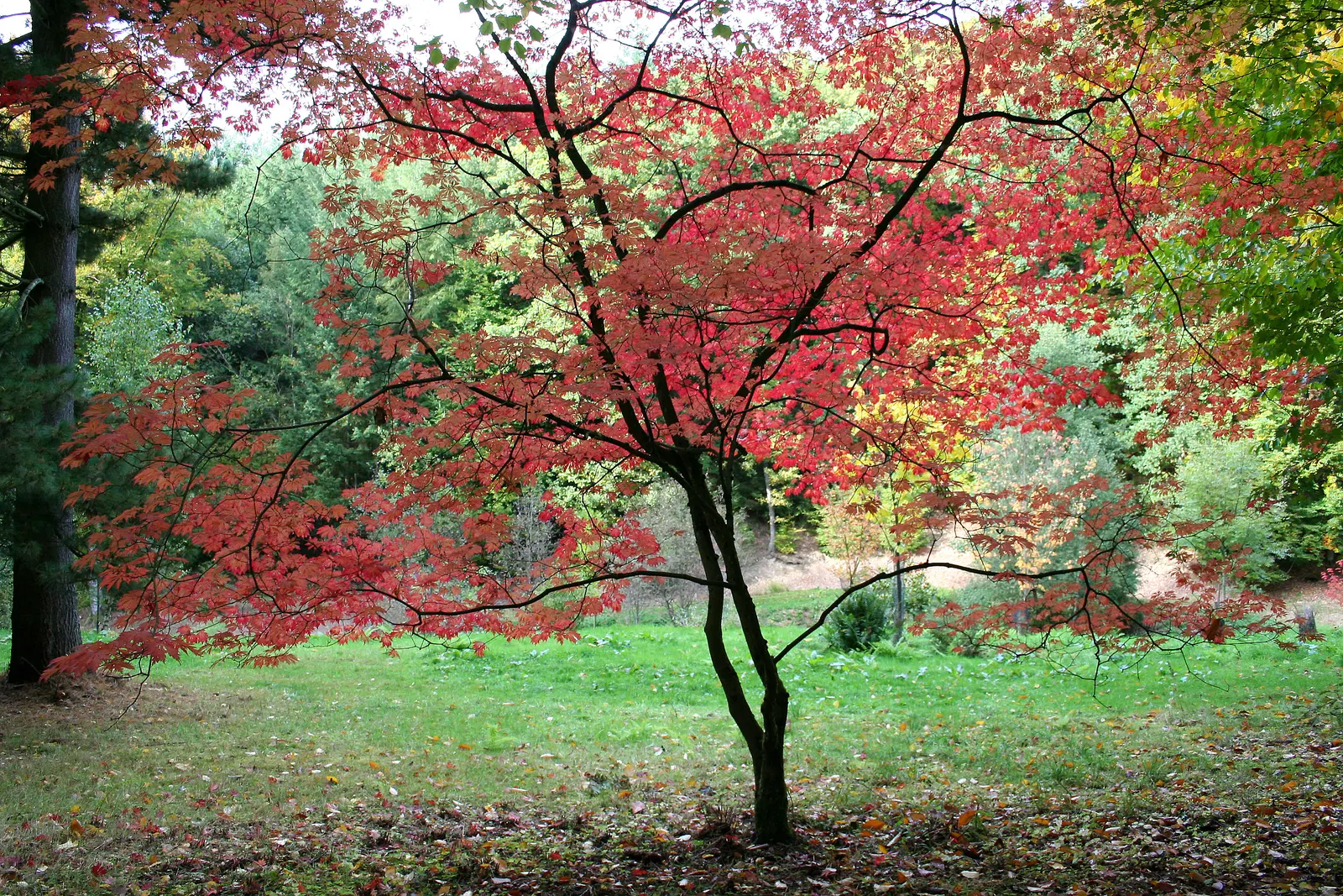 Fernleaf Full-Moon Maple (Acer Japonicum 'Acontifolium') — making it an exceptional choice for both aesthetic and functional purposes in your garden.<br><br>At