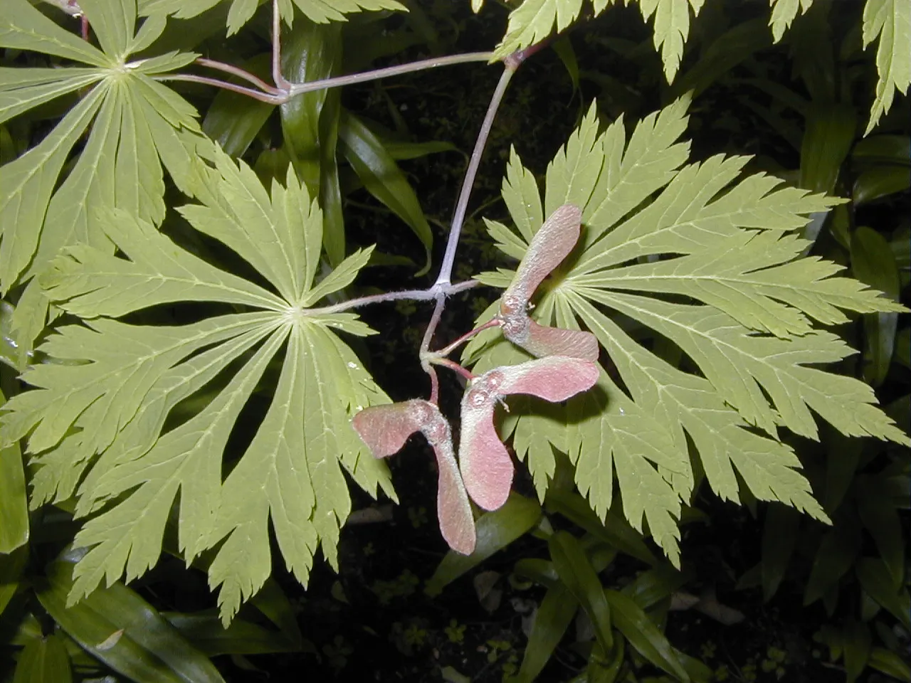 Fernleaf Full-Moon Maple (Acer Japonicum 'Acontifolium') — A perfect understory or focal point
