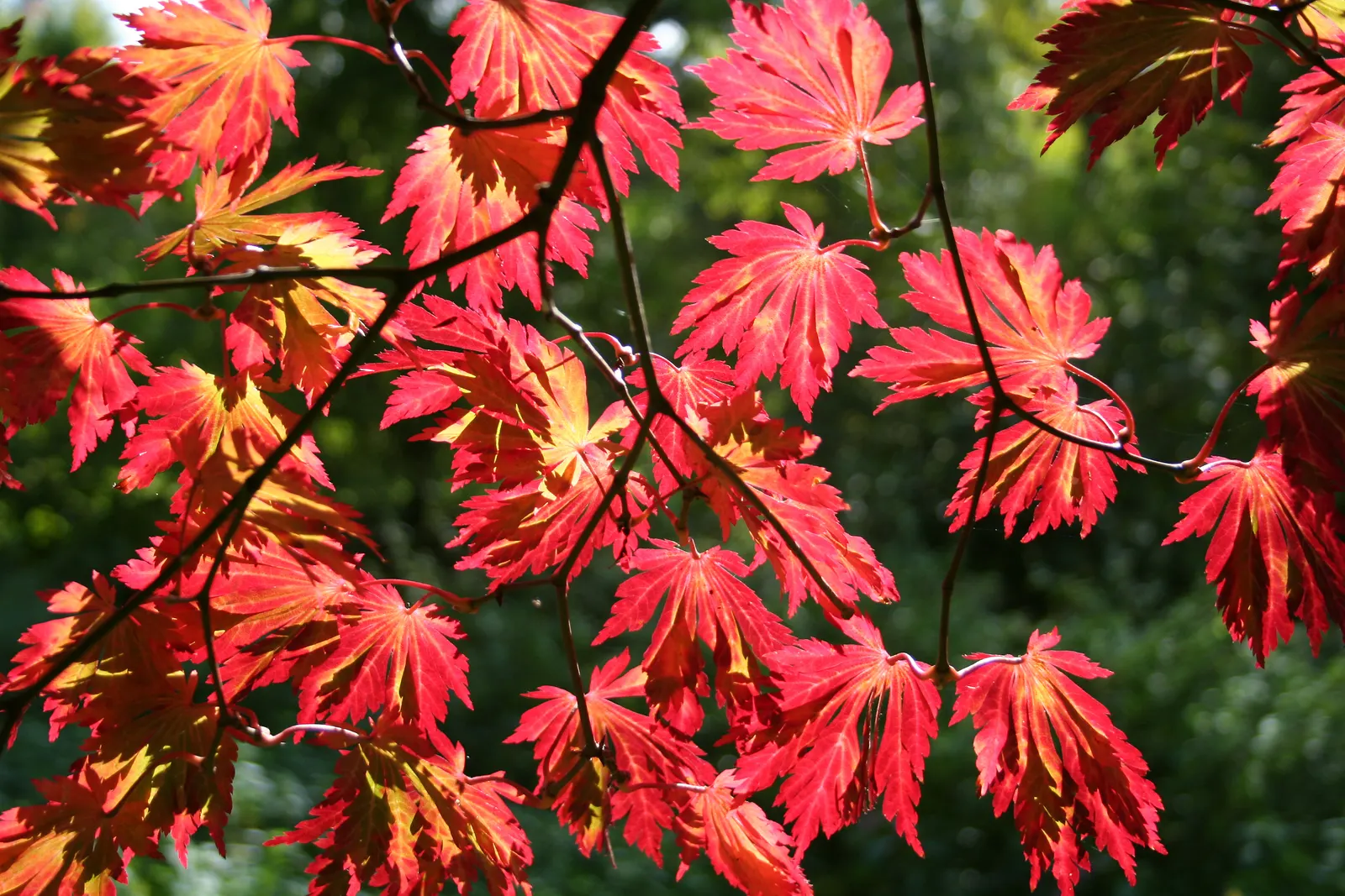Fernleaf Full-Moon Maple (Acer Japonicum 'Acontifolium') — scientifically known as Acer japonicum 'Acontifolium'