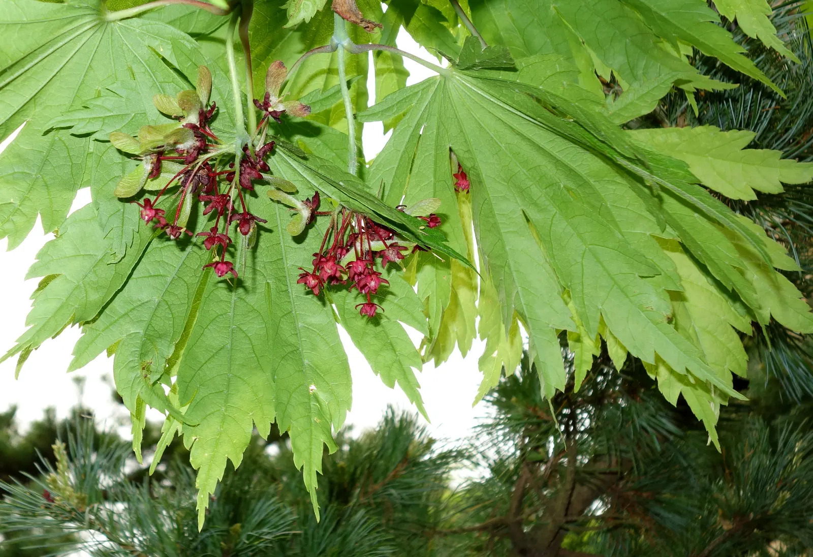 Fernleaf Full-Moon Maple (Acer Japonicum 'Acontifolium') — This petite tree offers a spectacular autumn display of crimson hues