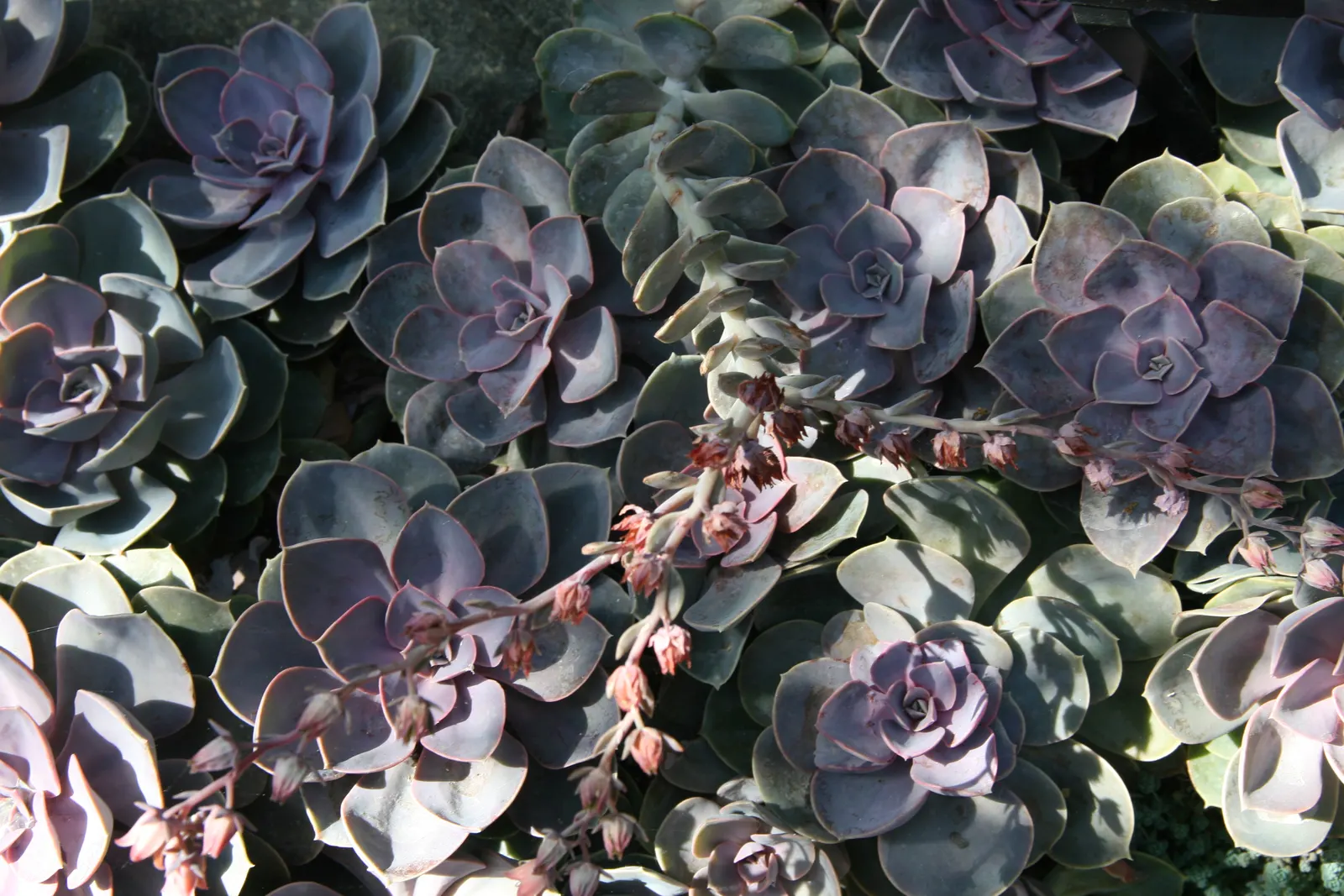 Perle von Nurnberg (Echeveria 'Perle von Nurnberg') — This plant thrives in USDA hardiness zones 9 to 11 and prefers well-draining soil to avoid root rot