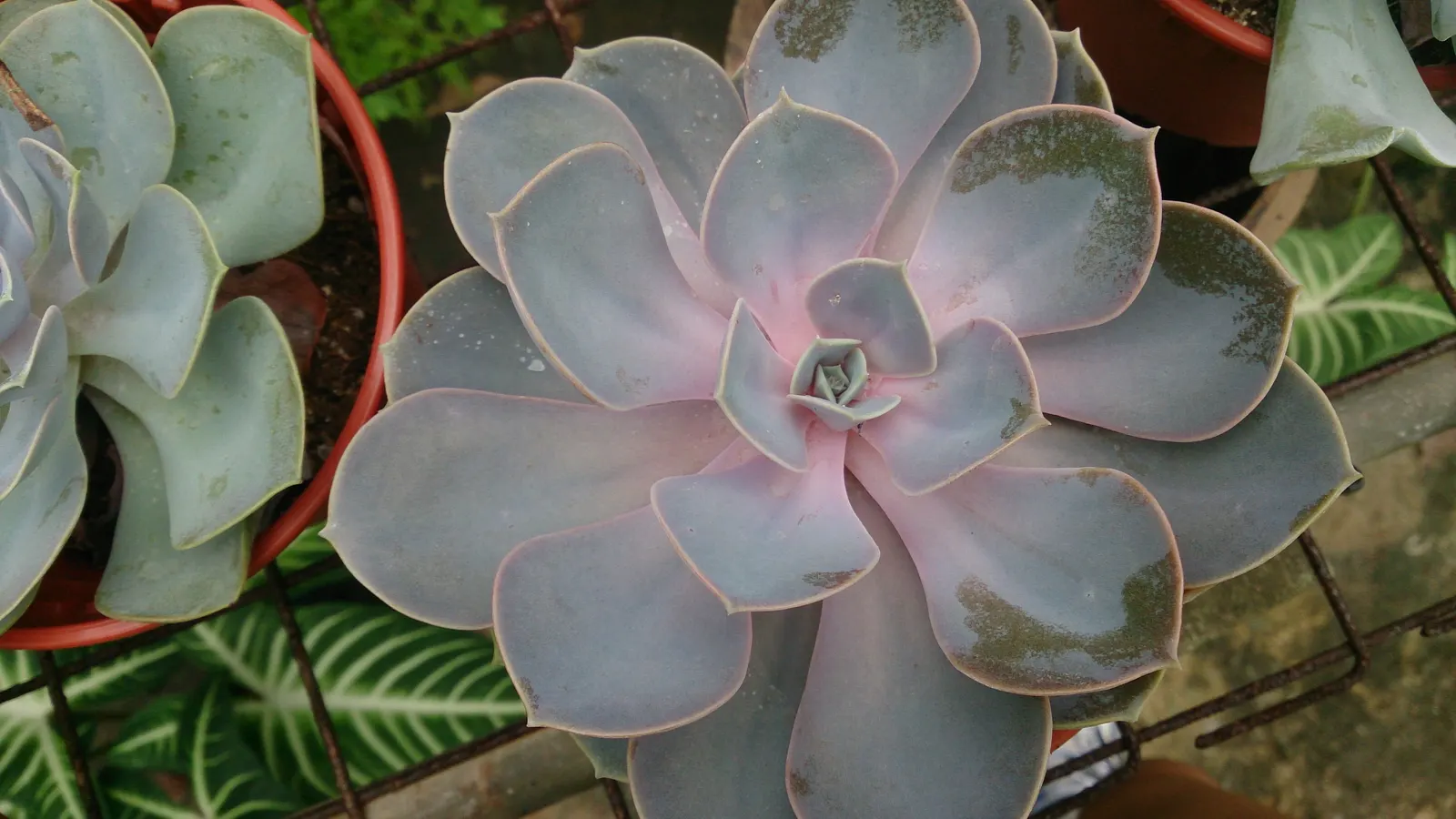 Perle von Nurnberg (Echeveria 'Perle von Nurnberg') — In terms of care, minimal watering is key - allow the soil to completely dry between watering sessions