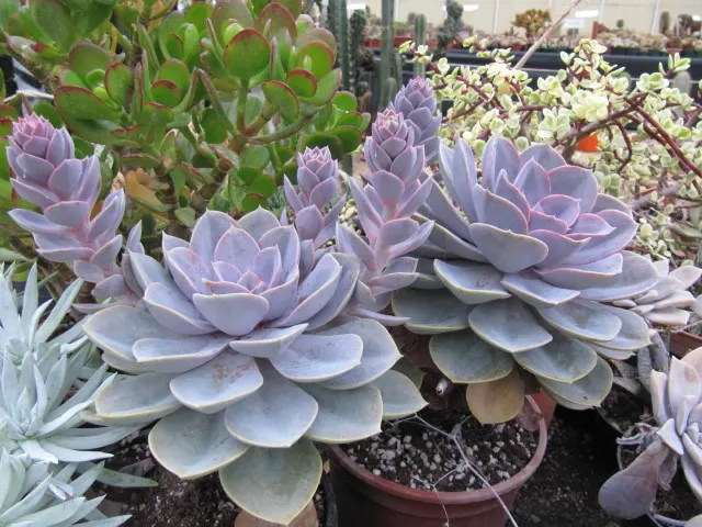 Perle von Nurnberg (Echeveria 'Perle von Nurnberg') — succulent with pink and yellow blooms