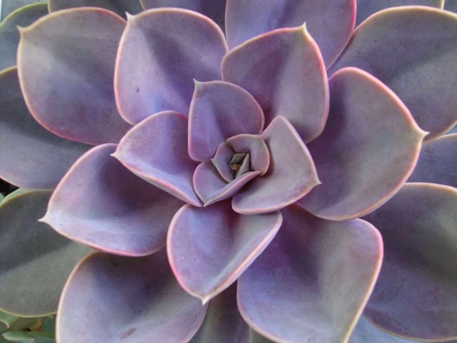 Perle von Nurnberg (Echeveria 'Perle von Nurnberg') — This succulent is not frost-tolerant