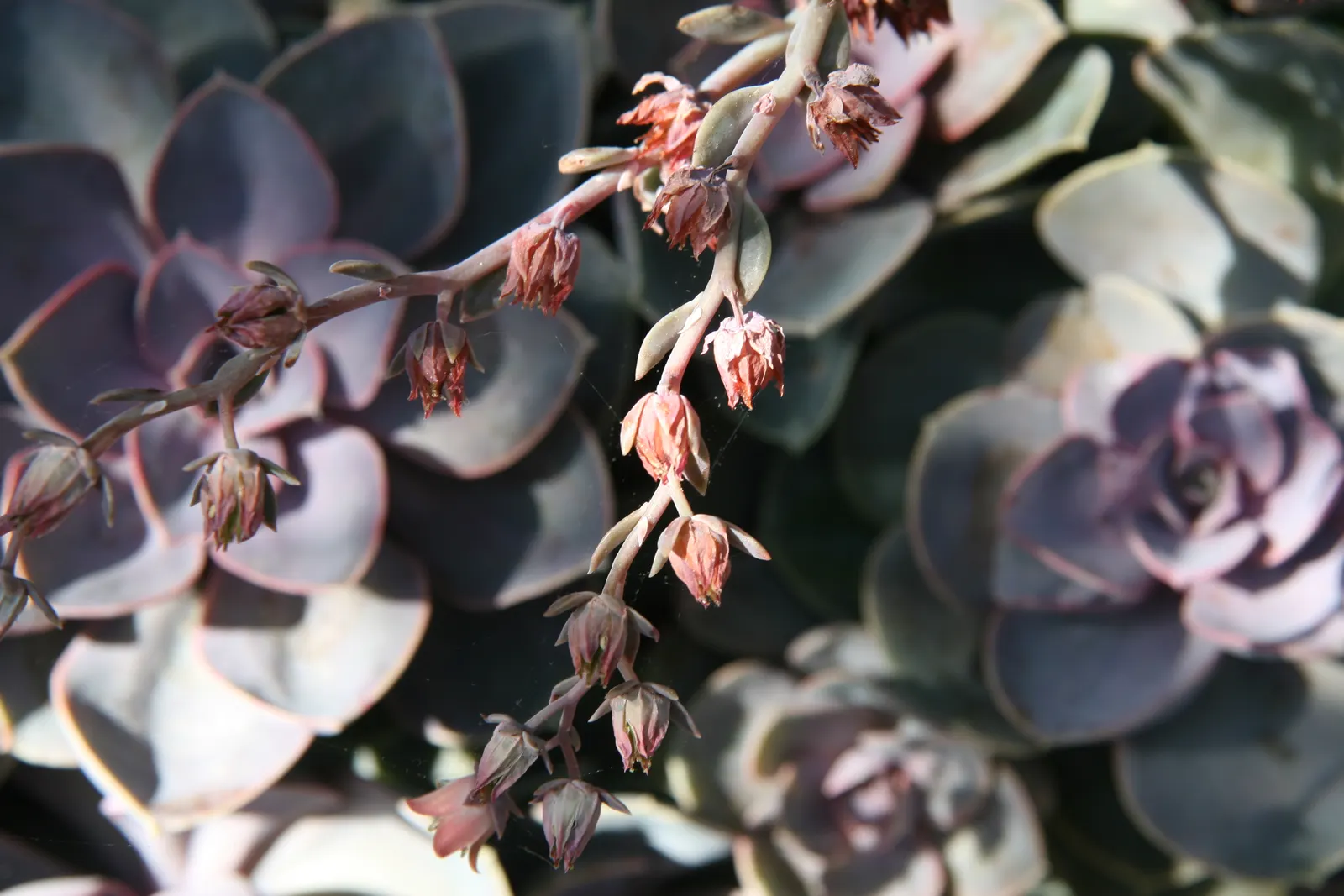 Perle von Nurnberg (Echeveria 'Perle von Nurnberg') — showcasing a blend of pink; allow a spacing of 6 to 9 inches between each plant to accommodate their