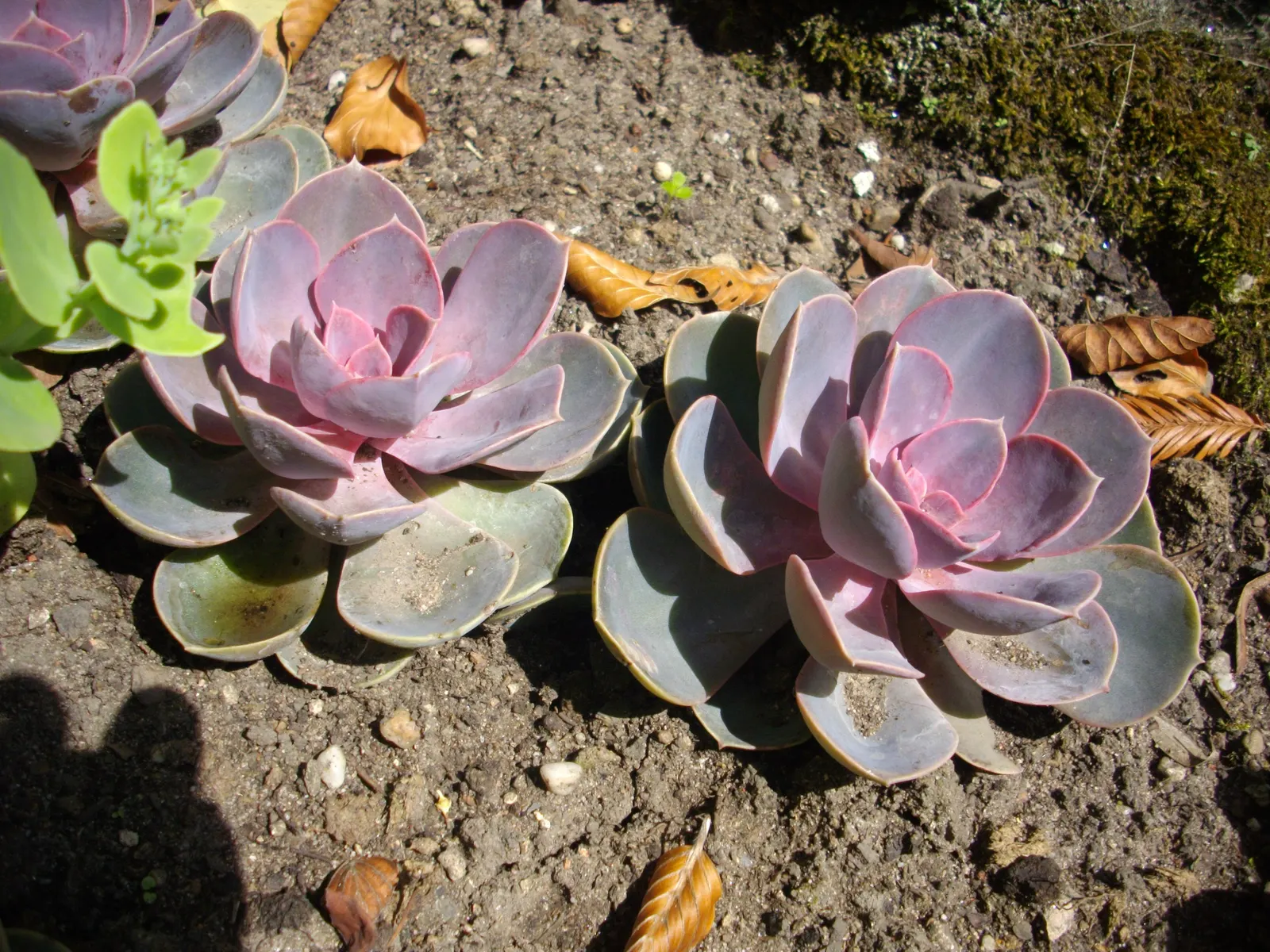 Perle von Nurnberg (Echeveria 'Perle von Nurnberg') — consider bringing it indoors during the winter months