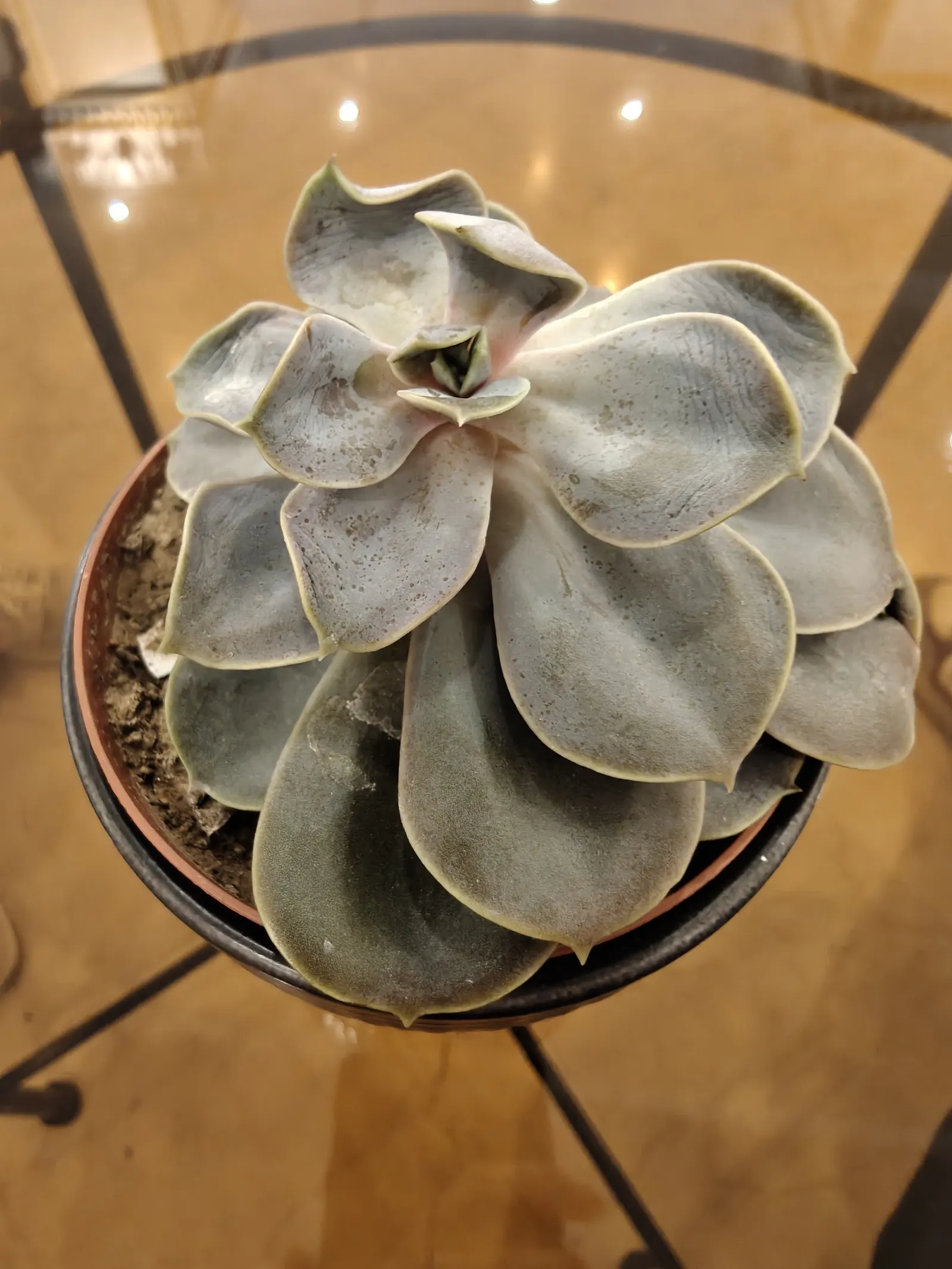 Perle von Nurnberg (Echeveria 'Perle von Nurnberg') — adding an unexpected display of color to your landscape design