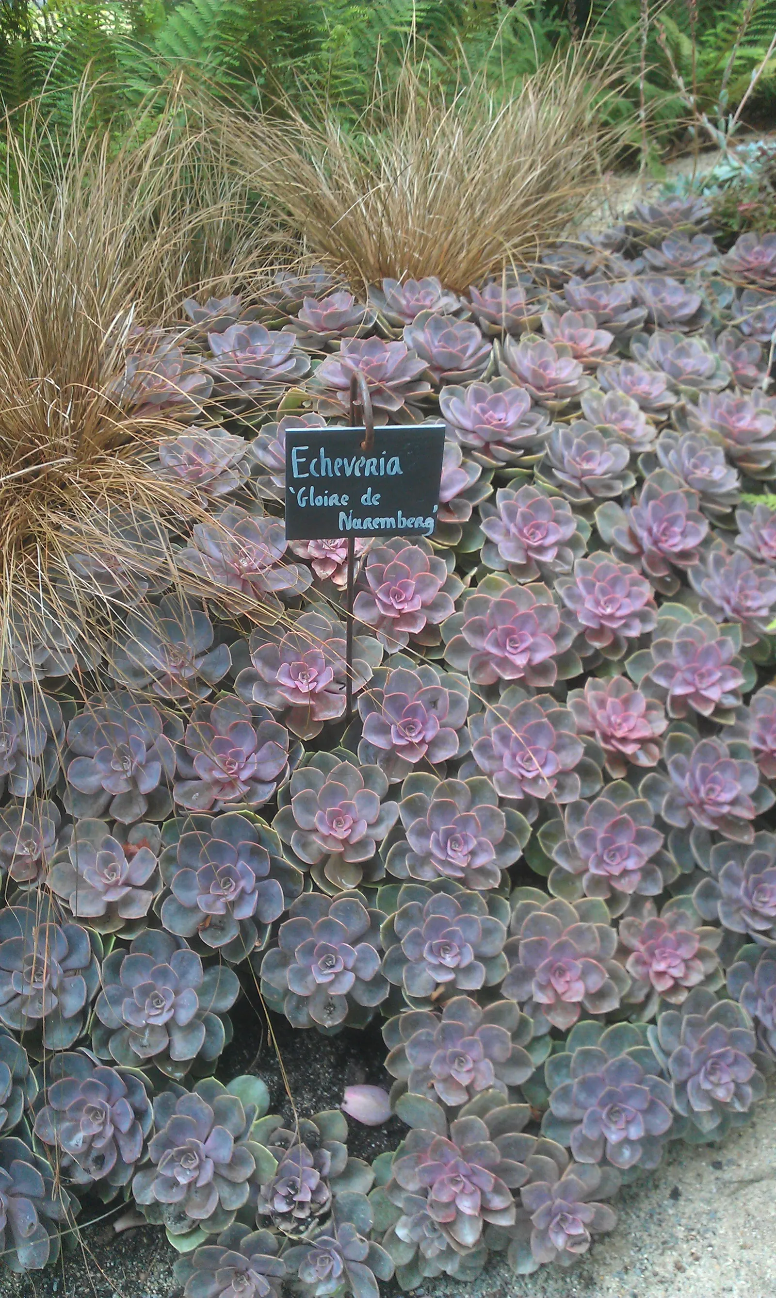 Perle von Nurnberg (Echeveria 'Perle von Nurnberg') — Its leaves have a pearlescent finish, thriving best in well-drained soil and full to partial sun